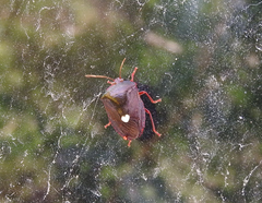 Ascra cordifera