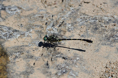 Stylogomphus sigmastylus