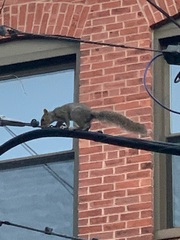 Sciurus carolinensis