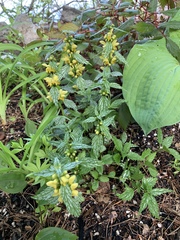 Lamium galeobdolon flavidum