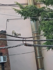 Sciurus carolinensis
