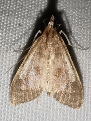 Mecyna asinalis