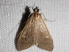 Mecyna asinalis