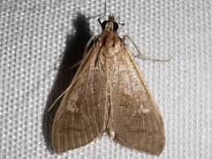 Mecyna asinalis