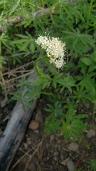 Valeriana californica