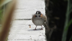Zonotrichia capensis