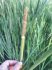 Typha × glauca