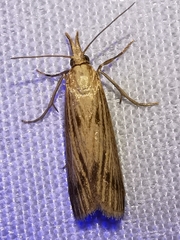 Ematheudes punctella