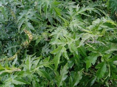 Ambrosia arborescens