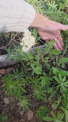 Valeriana californica