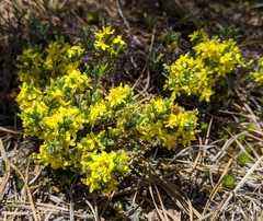 Hudsonia tomentosa