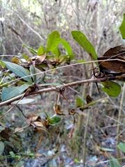 Berberis valdiviana
