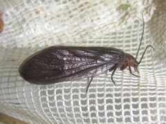 Protosialis americana