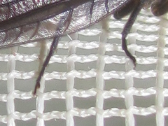 Protosialis americana