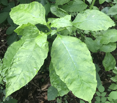 Pokeweed mosaic virus