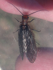 Protosialis americana
