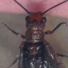 Protosialis americana