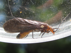 Protosialis americana