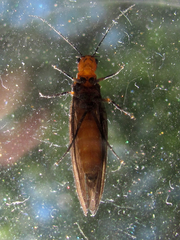 Protosialis americana