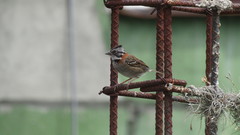 Zonotrichia capensis