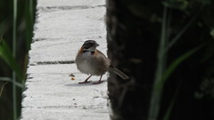 Zonotrichia capensis