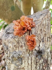 Phaeotremella frondosa image