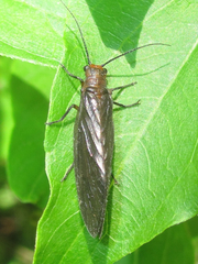 Protosialis americana