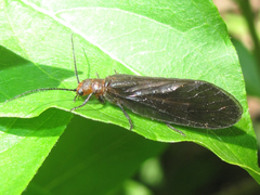 Protosialis americana