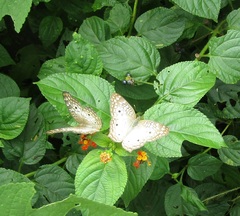 Anartia jatrophae