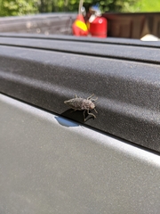 Dicerca crassicollis