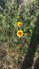 Gaillardia aristata