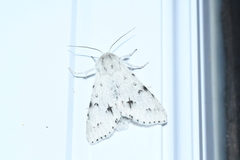 Acronicta vulpina