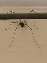 Phalangioidea