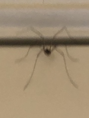 Phalangioidea