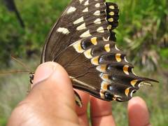 Papilio palamedes