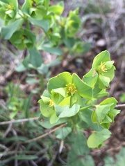 Tithymalus
