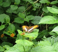 Adelpha cytherea