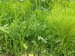 Equisetum pratense