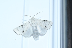 Acronicta vulpina