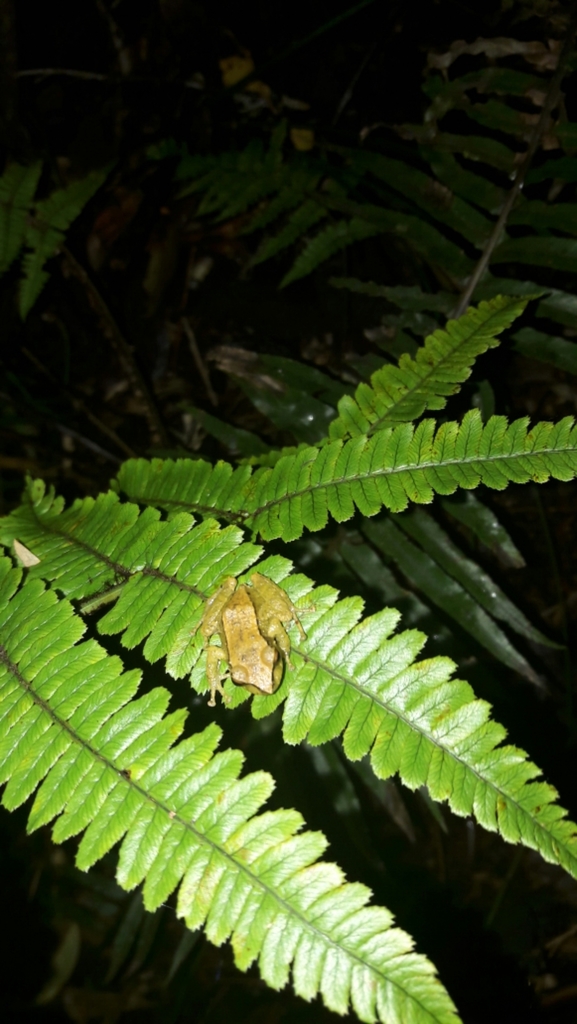 Miyata's Robber Frog