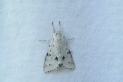 Acronicta vulpina