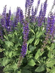 Salvia × sylvestris