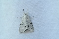 Acronicta vulpina