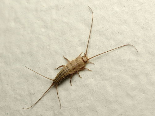 Ctenolepisma photo 4