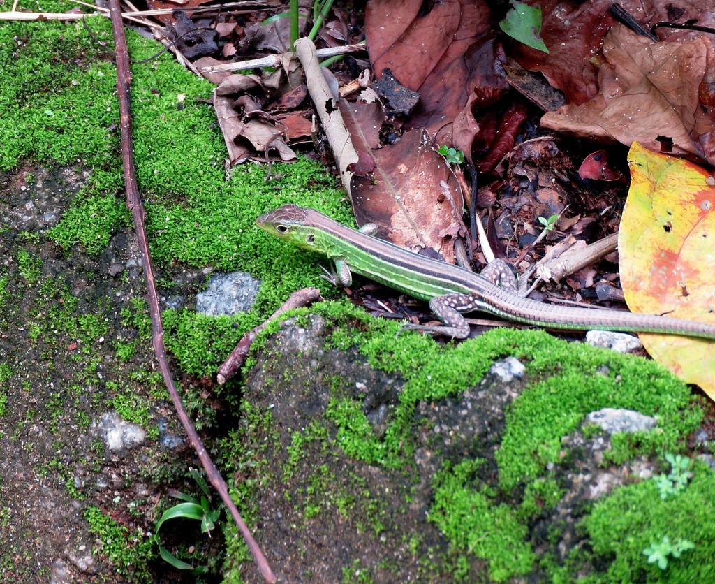 Cryptic Racerunner