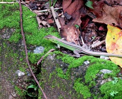 Cnemidophorus cryptus