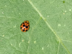 Coelophora inaequalis