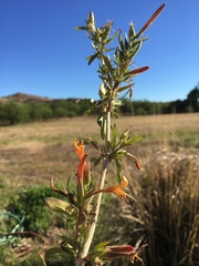 Anisacanthus thurberi