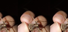 Eburia fisheri