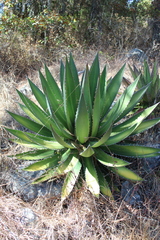 Agave convallis